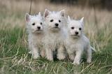 WESTIE 423